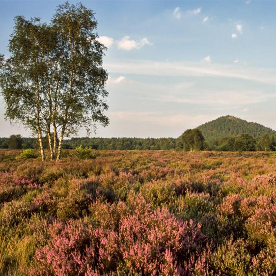 wandelgebied Thorpark met uitzicht op terril