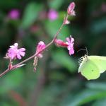 Heropening vernieuwde Vlindertuin Lieteberg