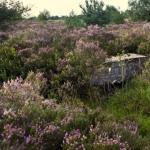 Langs bunkers en loopgraven uit WOI: Rondleiding in de Mechelse Heide
