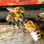 Week van de Bij: kom alles over bijen en bijenteelt ontdekken bij Lieteberg op woensdag 29 mei!
