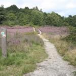 Struinen door de paarse heide - geannuleerd omwille van COVID19