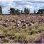 Struinen door de paarse heide Mechelse heide (gratis)