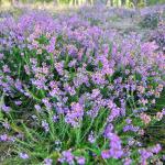 Struinen door de paarse heide met ranger tijdens MaasMauve Heidedagen