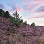 MaasMauve Heidedagen - Struinen door de Paarse Heide