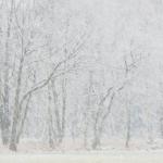 Natuurgebied Vossenberg in winterjas