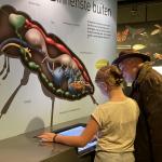 Internationale Museumdag - 18 mei: : laat je onderdompelen in de wonderbaarlijke insectenwereld.