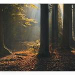 ONTDEK VALLEI VAN DE ITTERBEEK tijdens Week van het Bos