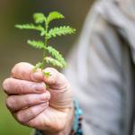 Forest School: Wildpuk