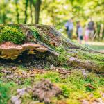 Natuurfotografie: Fibonacci en de natuur van Kattevennen