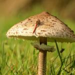 Op PADDENSTOELENJACHT in natuurgebied BERGERVEN
