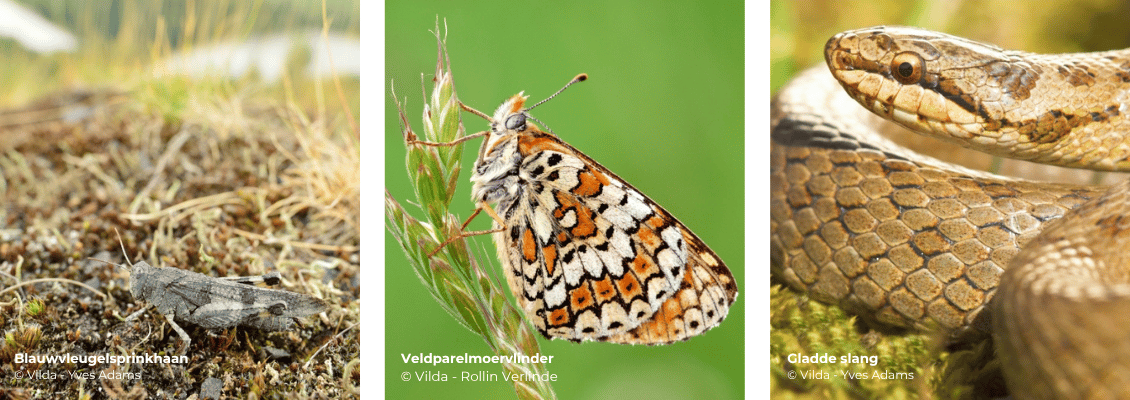 Natuurherstelproject Terhills
