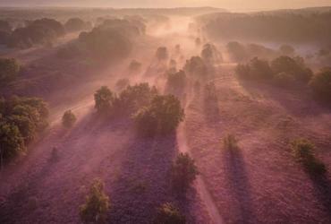 Paarse heide in het Nationaal Park Hoge Kempen + wedstrijd