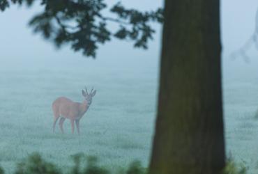 Buitenkans 5: Vroege vogels zien meer