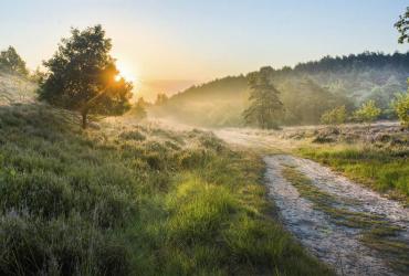 Bosbeheerwerken Mechelse Heide