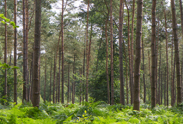 5 bossen die je moet beleven in de Week van het Bos