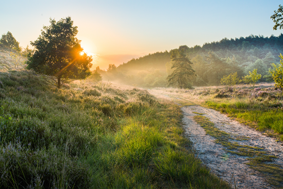 Mechelse Heide | Nationaal Park Hoge Kempen