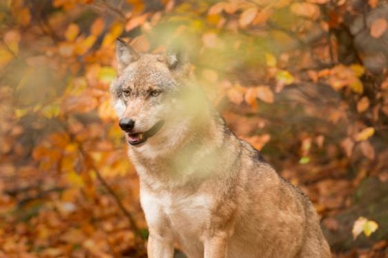 Wolf