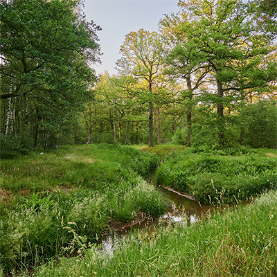 Munsterbos